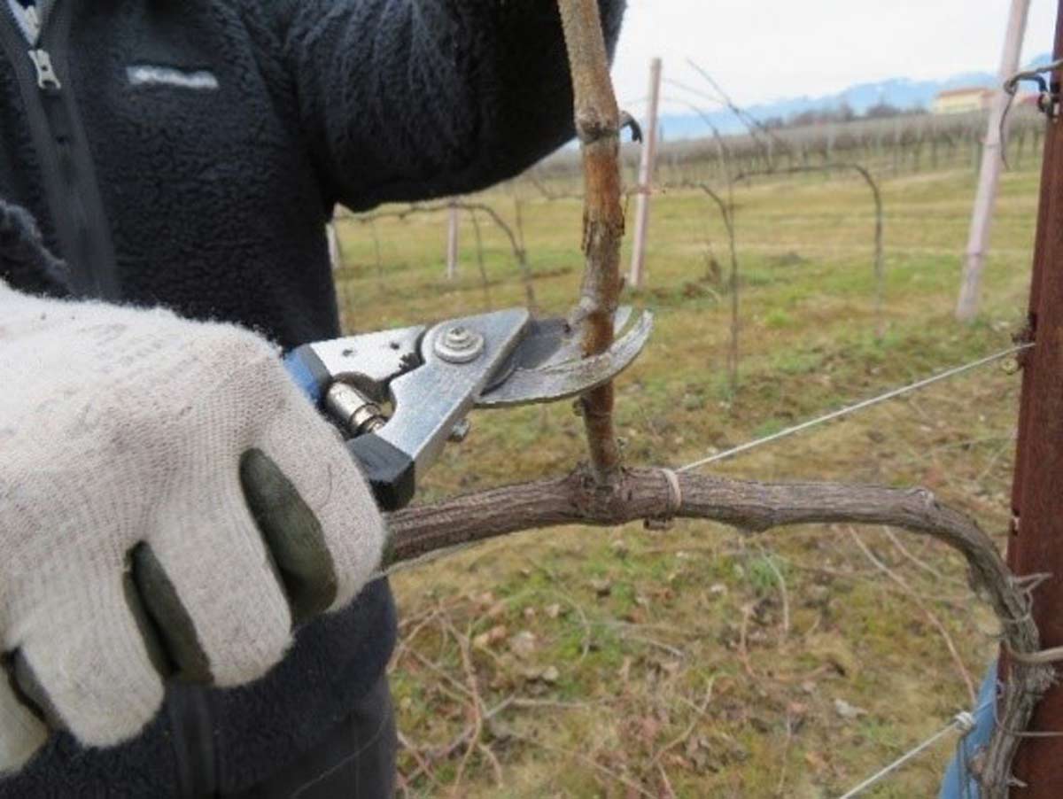 From good care for the vineyards a good wine is born: grapevine pruning at Terre di Ger’s